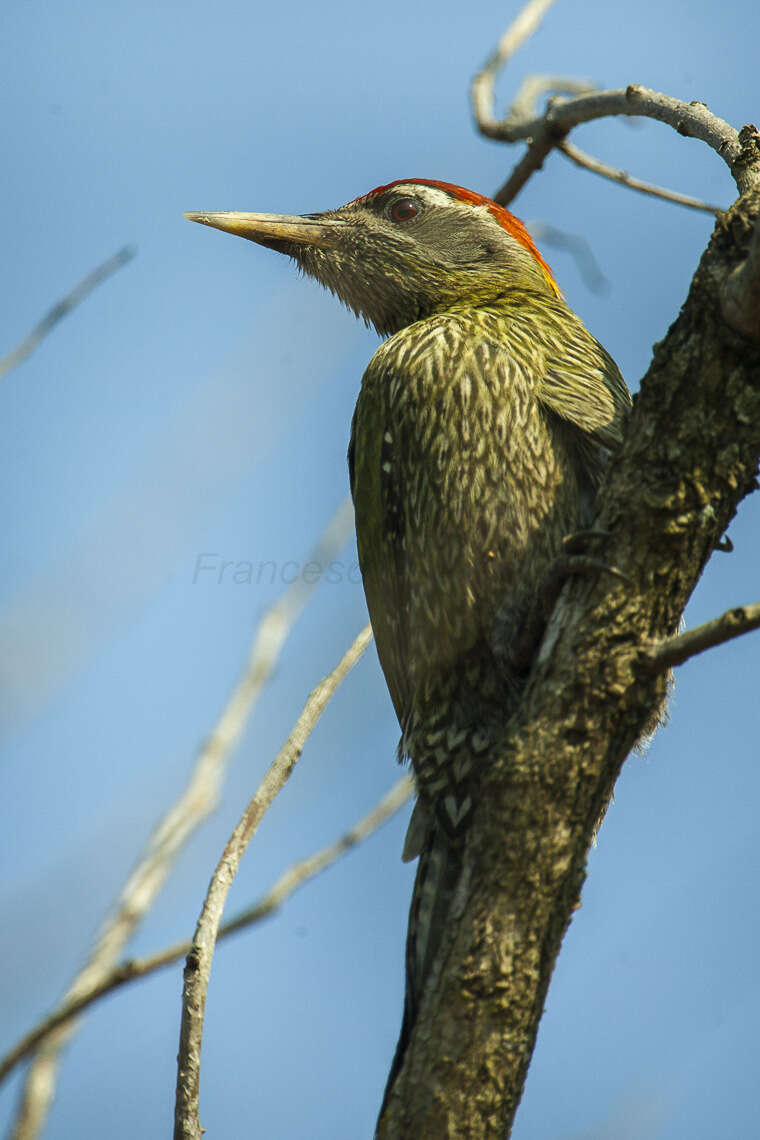 Image of Streak-throated Woodpecker