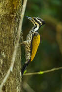 Image of Common Flameback