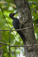 Image of Ashy Woodpecker