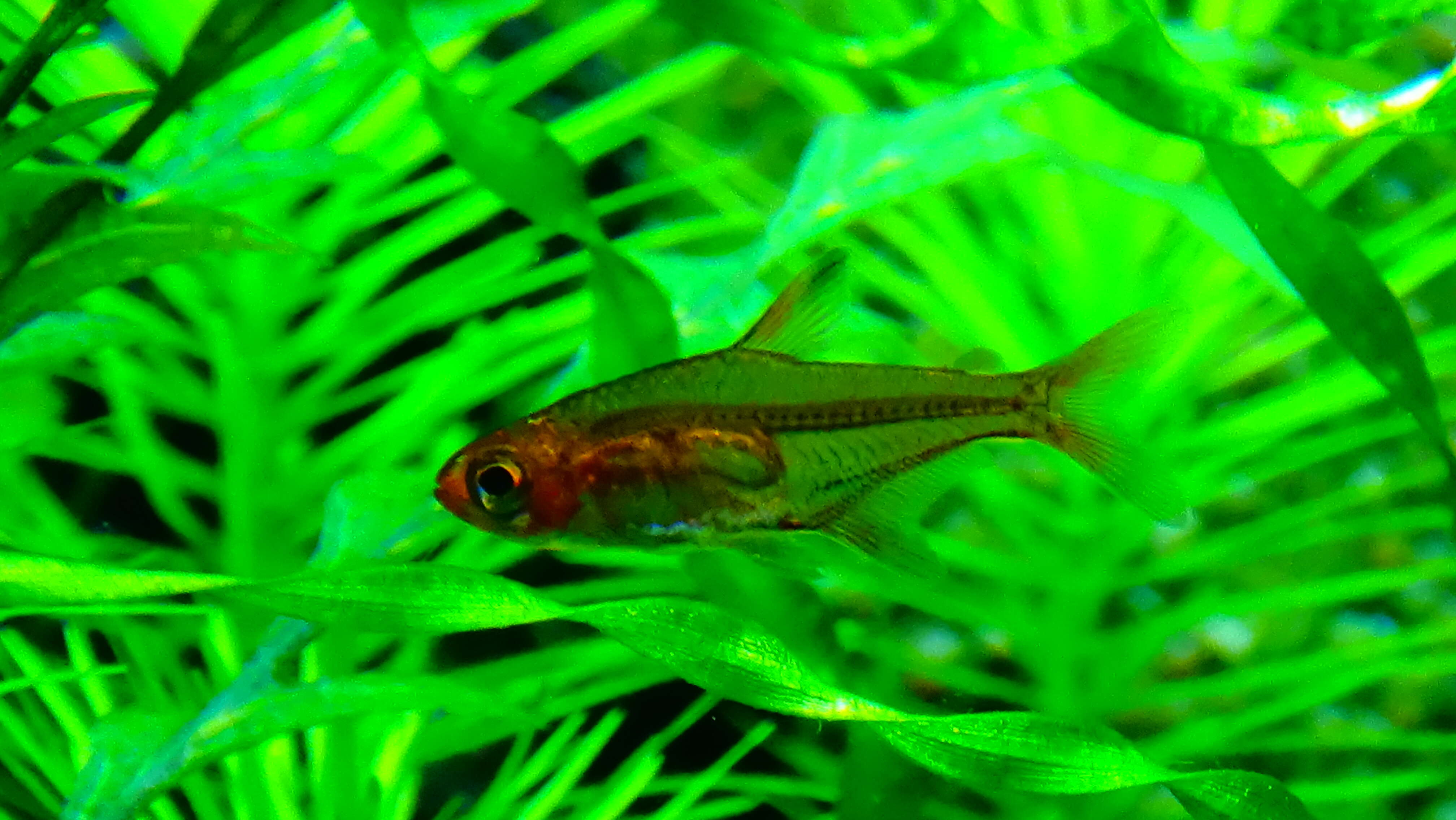 Image of Ember tetra