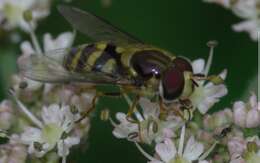 Image of Dasysyrphus albostriatus (Fallen 1817)