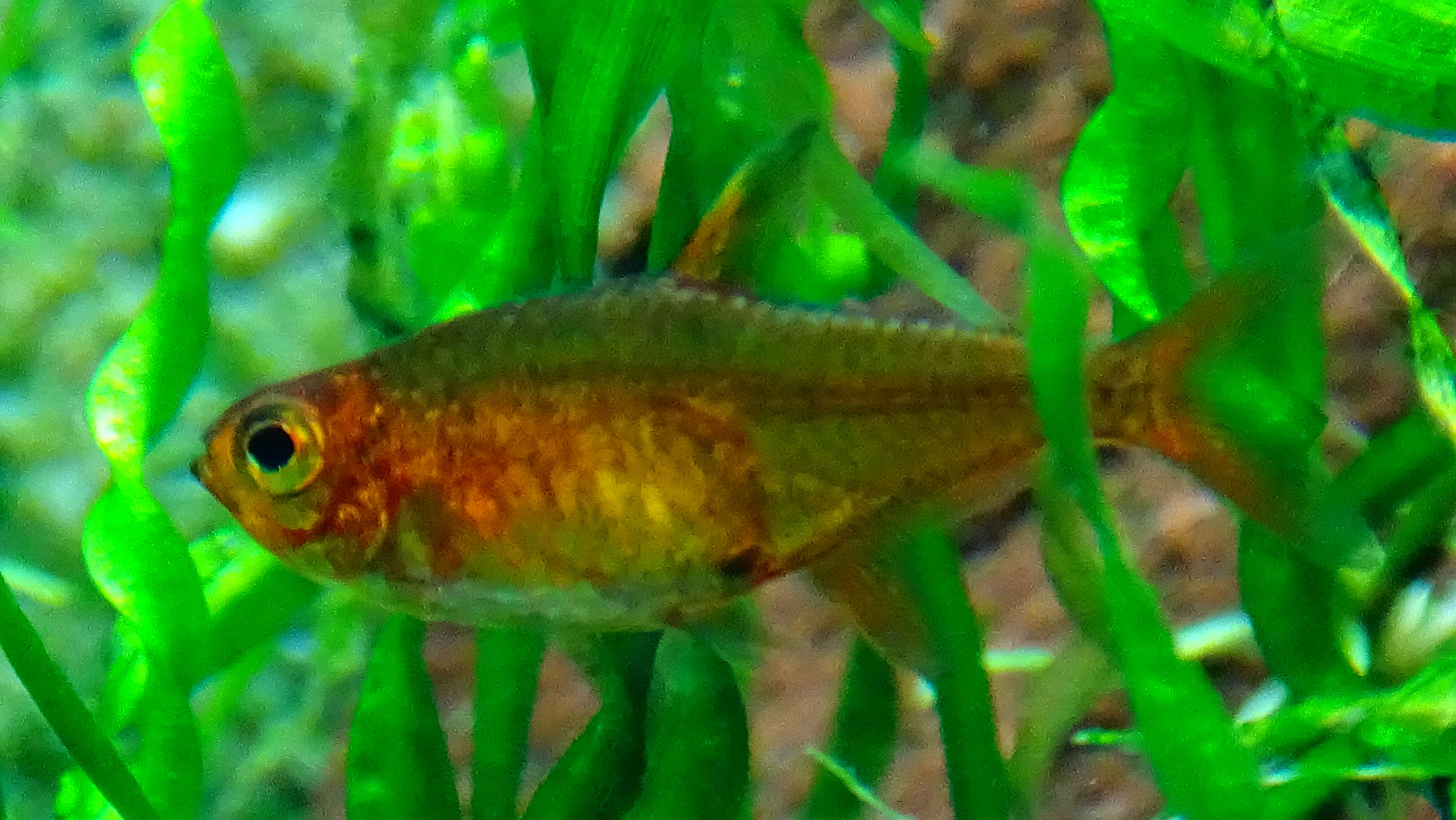 Image of Ember tetra