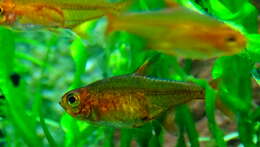 Image of Ember tetra