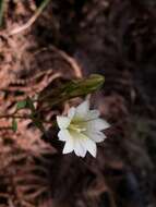 Image of Gentiana itzershanensis T. S. Liu & C. C. Kuo