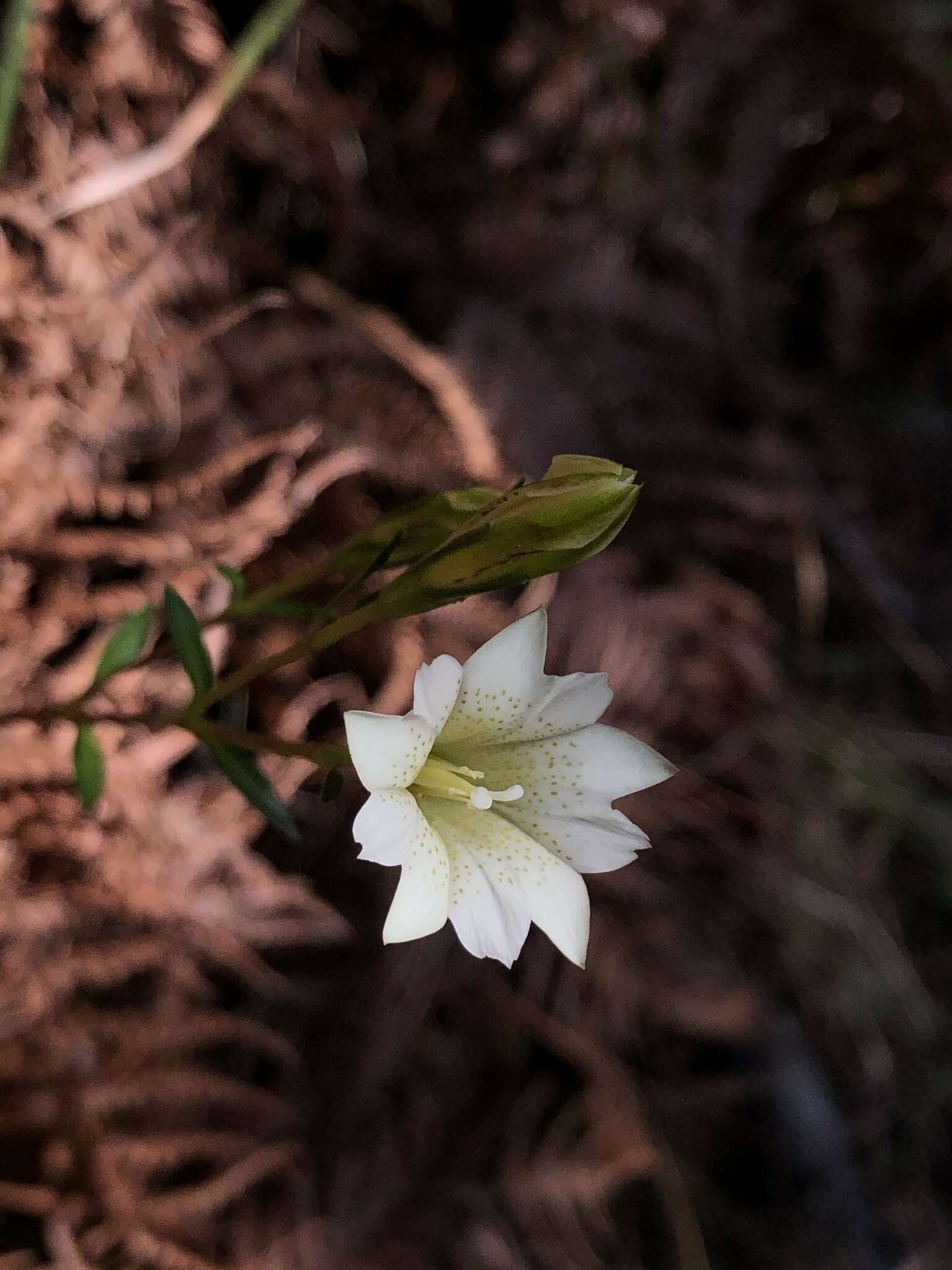 Image of Gentiana itzershanensis T. S. Liu & C. C. Kuo