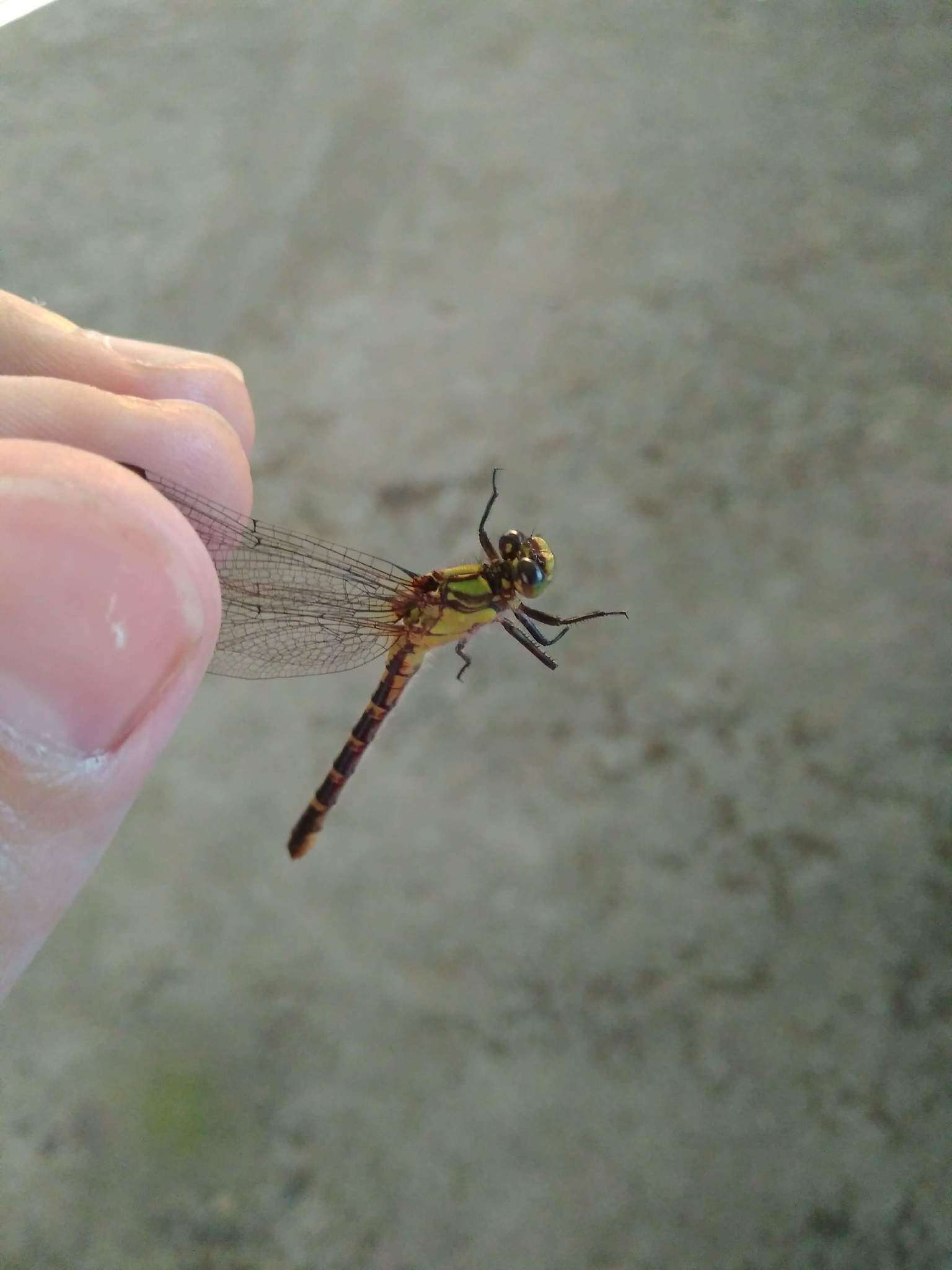 صورة Neogomphus molestus (Hagen ex Selys 1854)