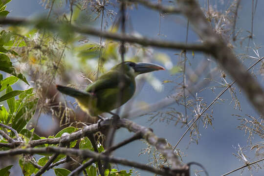 Image of Blue-banded Toucanet