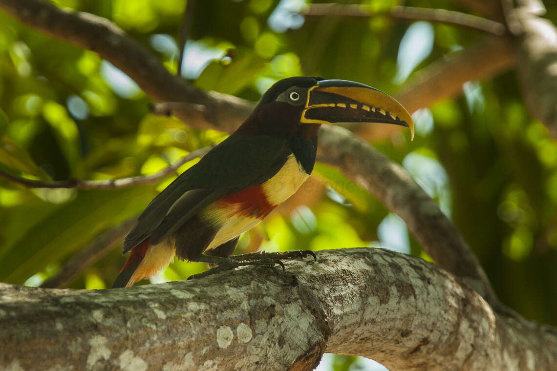 Image of Chestnut-eared Aracari