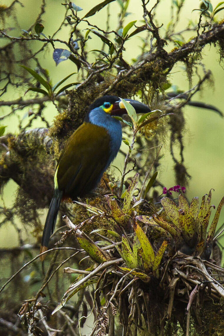 Image of Plate-billed Mountain Toucan