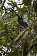 Image de Toucan bleu