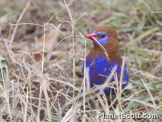 Image of Purple Grenadier