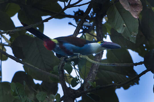 Image of Black-billed Mountain Toucan