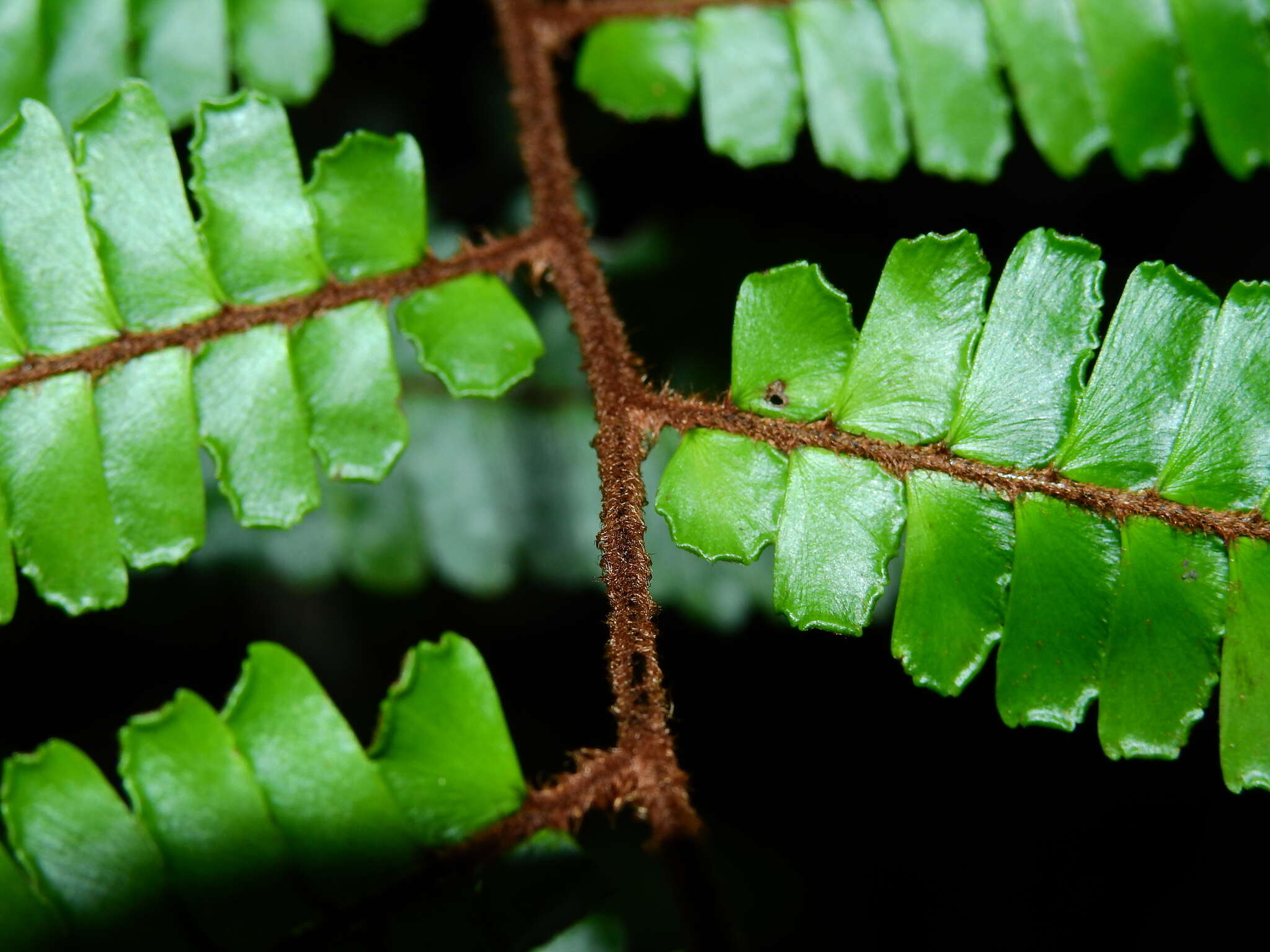 Adiantum cajennense Willd.的圖片