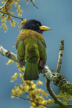 Image of Great Barbet