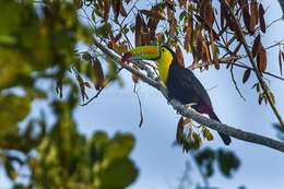 Image of Keel-billed Toucan