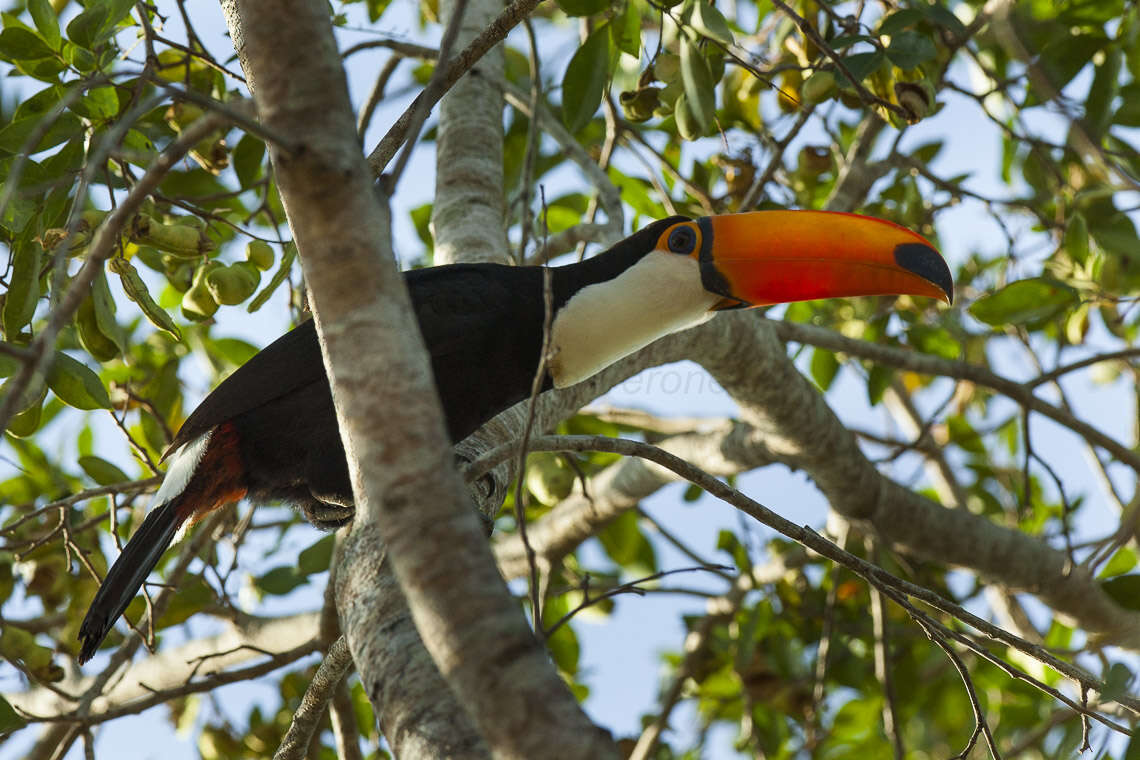 Image of Toco Toucan