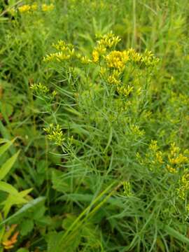 Image of Texas goldentop