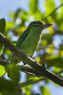 Image of Moustached Barbet