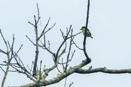 Image of Yellow-throated Tinkerbird