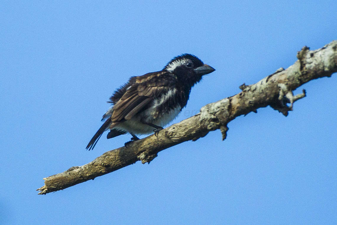 Image of White-eared Barbet