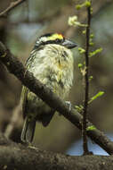 Image of Red-fronted Barbet