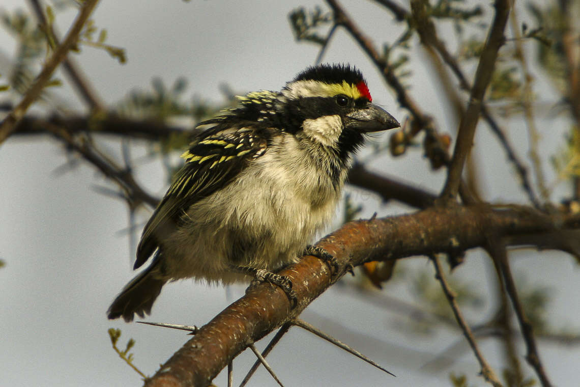 Tricholaema leucomelas (Boddaert 1783) resmi