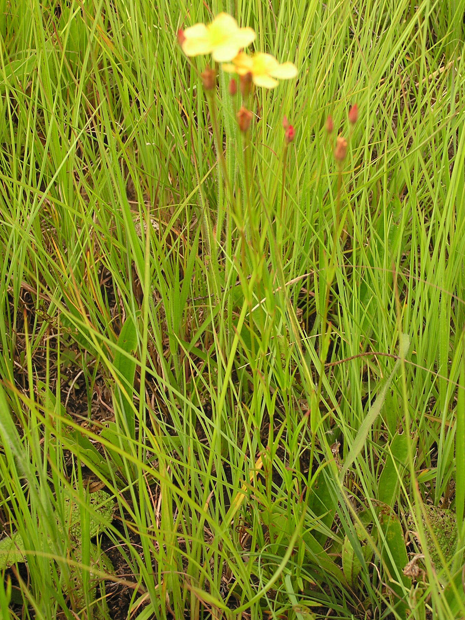 Image of Hypericum lalandii Choisy