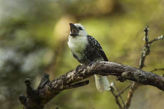 Image of White-headed Barbet