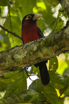 Image of Double-toothed Barbet