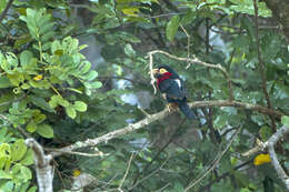 Image of Bearded Barbet