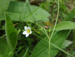 Image of purging flax, fairy flax