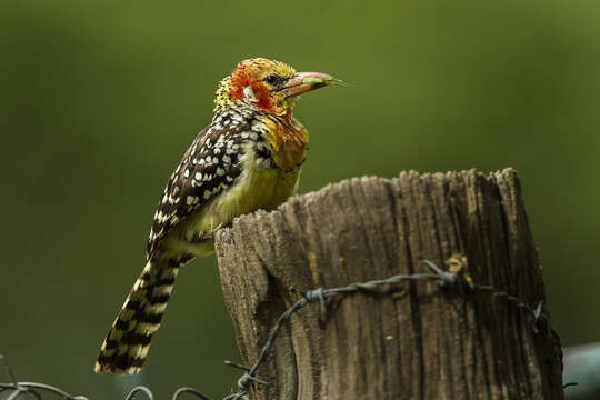 Image of Red-and-yellow Barbet