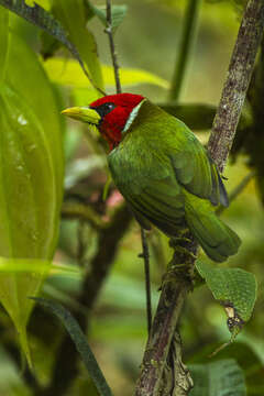 Image of Red-headed Barbet