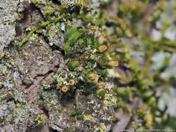 Image of orthotrichum moss