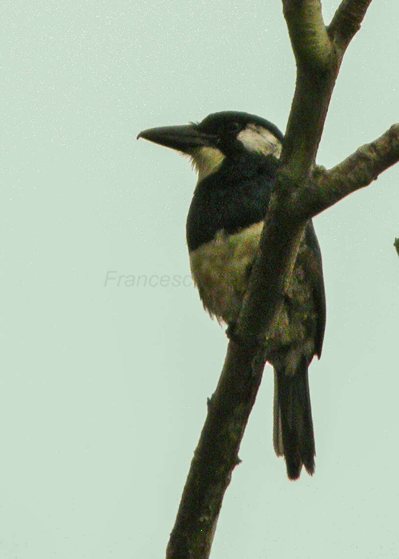 Image of Black-breasted Puffbird