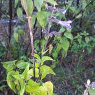 Image de Salvia concolor Lamb. ex Benth.