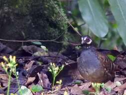 Arborophila campbelli (Robinson 1904) resmi