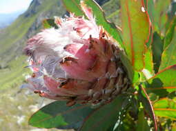 Слика од Protea magnifica Andr.