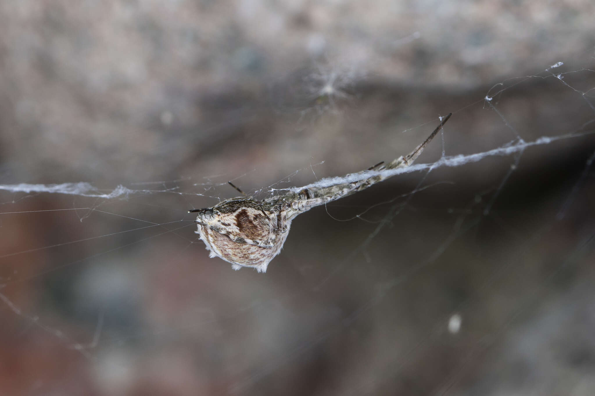 Image of Uloborus walckenaerius Latreille 1806