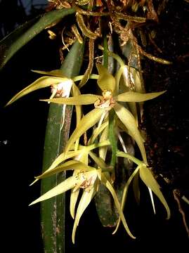 Image of Macradenia brassavolae Rchb. fil.