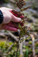 Image of log fern