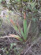 Imagem de Watsonia vanderspuyae L. Bolus