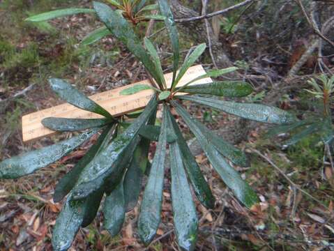 Image of Banksia integrifolia subsp. monticola K. R. Thiele