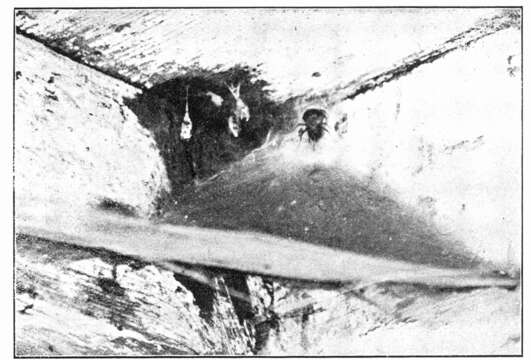 Image of Barn Funnel Weaver