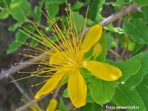 صورة Hypericum hircinum subsp. albimontanum (Greuter) N. K. B. Robson