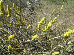 Image of Baconbush