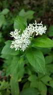 Image of Texas milkweed