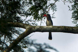 Image of Dwarf Hornbill