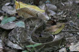 Plancia ëd Bothrops asper (Garman 1883)