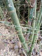 Image of Indian Thorny Bamboo